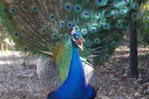 Are Peacocks Aggressive Do They Attack Humans