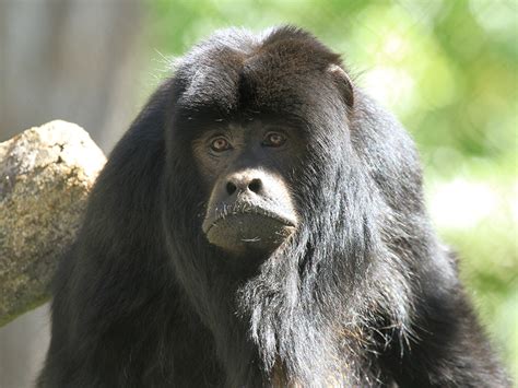 Black Howler Monkey | Alexandria Zoo