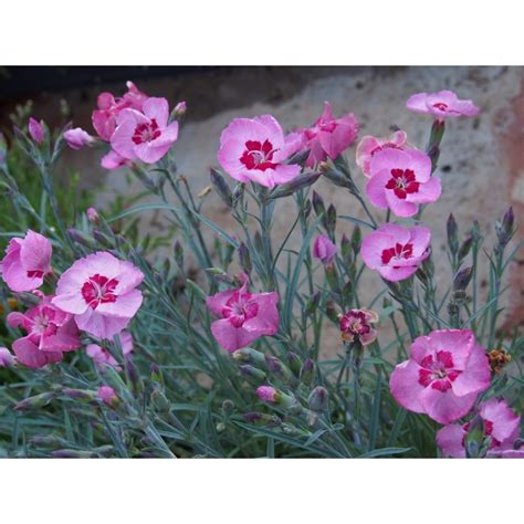 Dianthus Plumarius Angel Of Peace P Piniere Brochet Lanvin