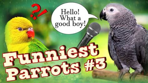 Funniest parrots #3 Talking parrots, incredibly smart birds | Funny ...