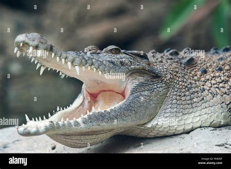 Salzwasserkrokodil Fotos Und Bildmaterial In Hoher Aufl Sung Alamy