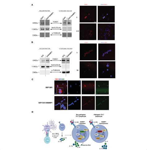 RANBP1 Regulates FOXO1 Nuclear Exclusion During Th17 Differentiation