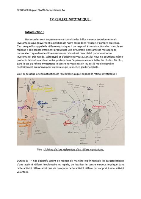 TP Reflexe Myotatique Finale TP REFLEXE MYOTATIQUE Introduction