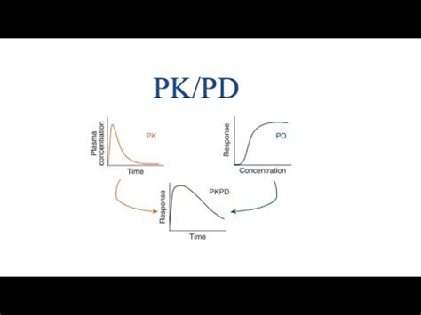 Overview Of Pk Pd Relationship Drug Dynamic Youtube