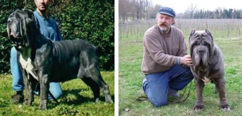 Neapolitan Mastiff Hercules