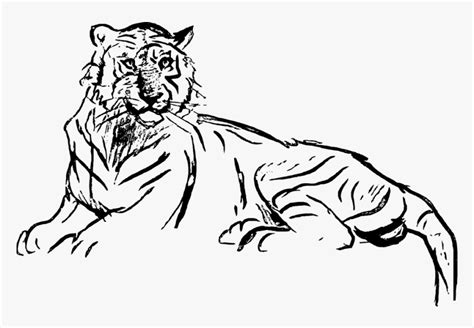 Sketsa Gambar Harimau - 53+ Koleksi Gambar