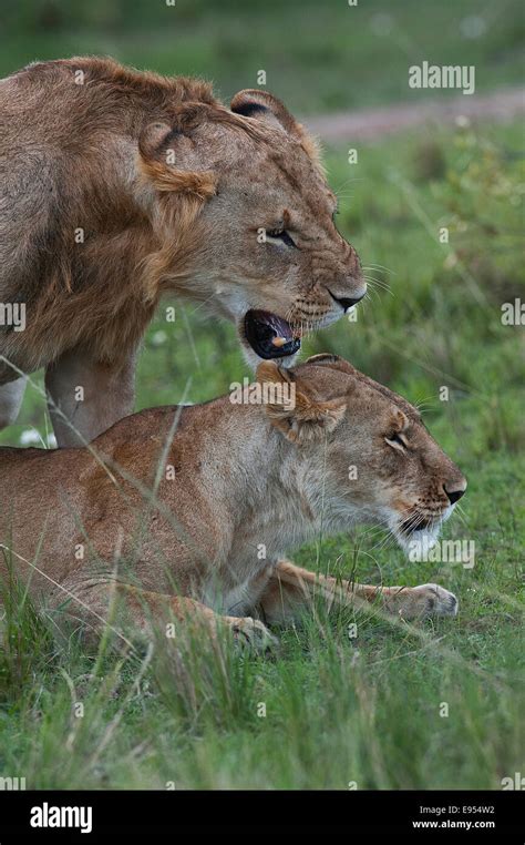 Lions Panthera Leo Couple Mating Maasai Mara Kenya Stock Photo Alamy