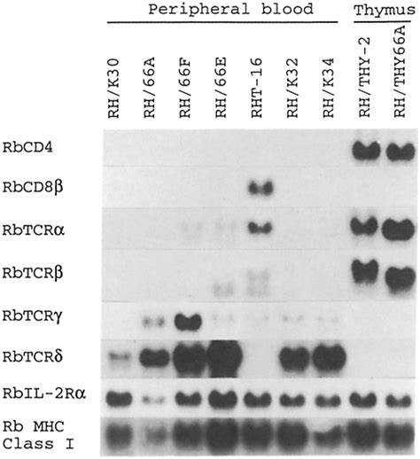 Northern Blot Analyses Of Rna From Rabbit Htlv I Cell Lines Total Cell