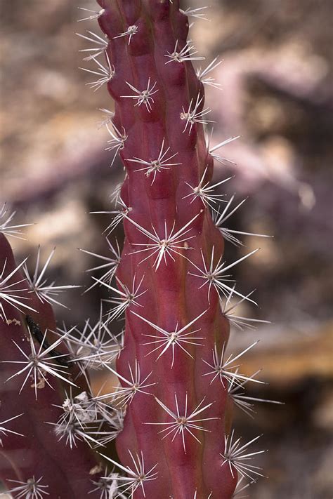 Octopus Cactus Photograph By Hal Horwitz Fine Art America