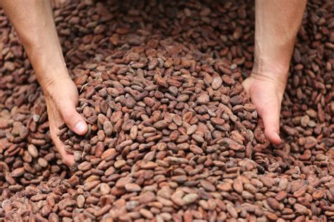 F Ve De Cacao Tout Savoir Sur Cette Graine Chocolat Valrhona