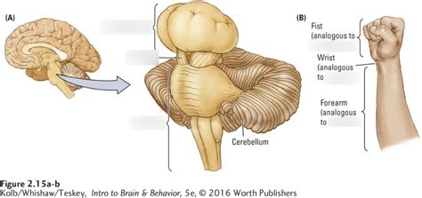 Brainstem Anatomy Diagram | Quizlet