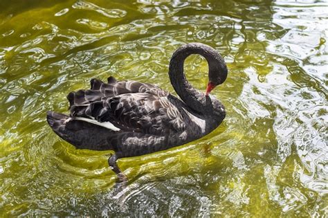 Cisne Negro Cygnus Atratus Nadando En El Lago En Vietnam Foto Premium