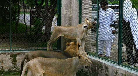 Lahore Zoo Activities Timings Ticket Price And More