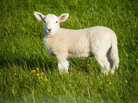 Premium Photo Portrait Of Lamb Standing On Grassy Field