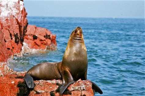 Lobo Marino