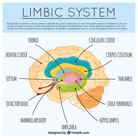 Plantilla infográfica dibujada a mano de cerebro Descargar Vectores