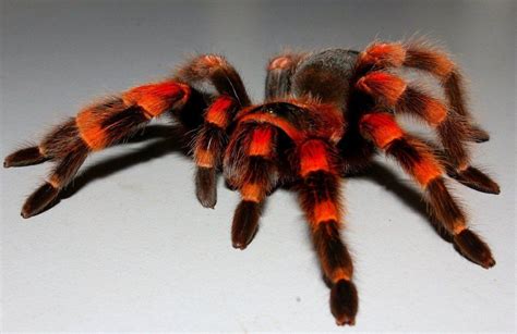 Co Jed Pavouci Tarantule Doma