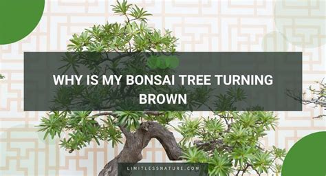 Why Is My Bonsai Tree Turning Brown Limitless Nature