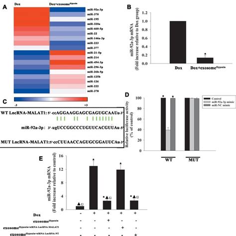 LncRNA MALAT1 Directly Inhibited MiR 92a 3p A Heat Map Of MicroRNAs