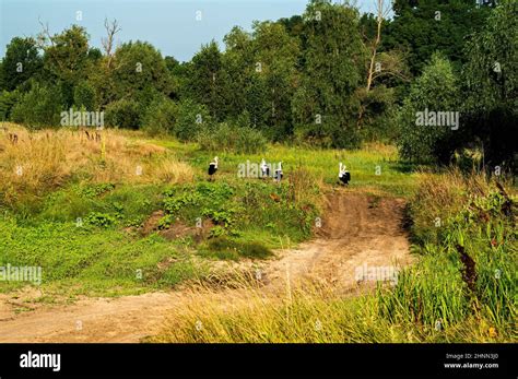 A Flock Of Migratory Birds Storks Standing On A Dirt Road Stock Photo