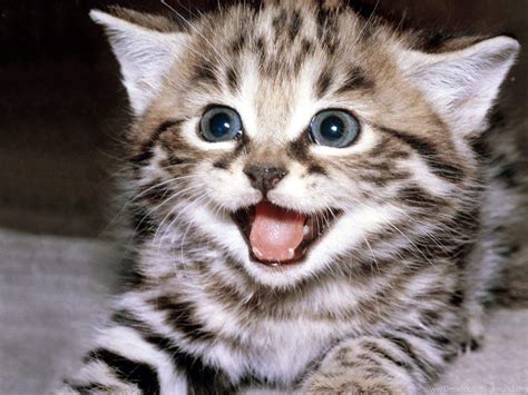 Smiling Cat Wallpapers - Top Free Smiling Cat Backgrounds - WallpaperAccess