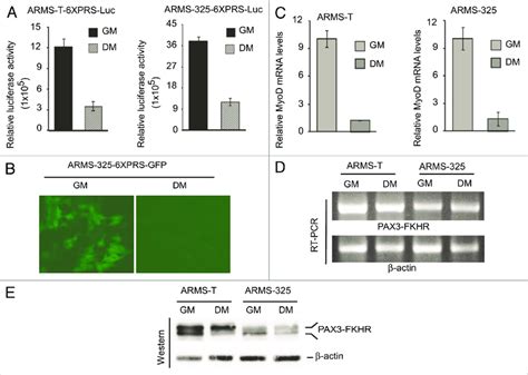 PAX3 FKHR Dependent Gene Transcription Is Downregulated In ARMS Cells