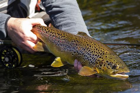 Clonanav Fly Fishing – Guided Fly Fishing in Ireland – The BEST river ...