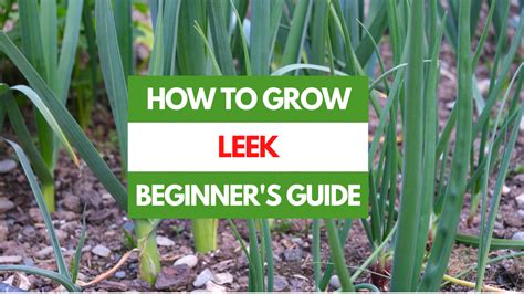 How To Grow Leek A Beginner S Guide Gardening Eats