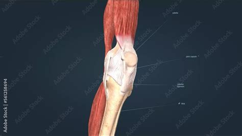 Knee joint anatomy, different structures in and around the knee. Stock ...