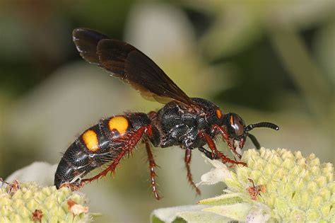 File Noble Scoliid Wasp Scolia Nobilitata Meadowood SRMA Mason Neck