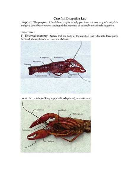 Crayfish Dissection Lab