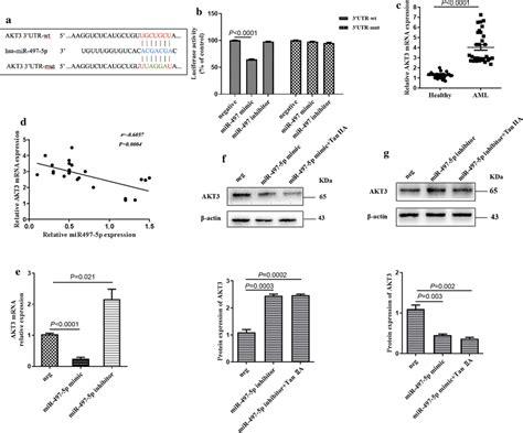 Mir 497 5p Directly Targets The 3′utr Of Akt3 A The Public Mirna