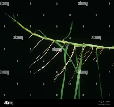 Leaf Culm And Root Development On Maturing Kikuyu Grass Pennisetum