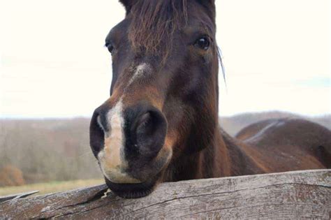 Everything You Need To Know About Horseback Riding In Cades Cove