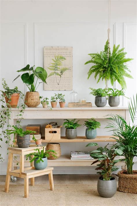 Las plantas de moda (с изображениями) | Декор из растений, Комнатное ...