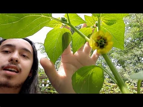 How To Grow Tomatillos Physalis Ixocarpa Syn Physalis Philadelphica