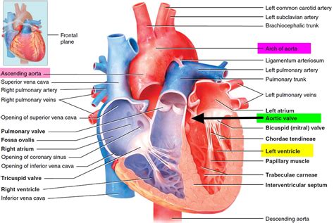 Aortic Valve Disease - Causes, Symptoms, Exercises And Treatment