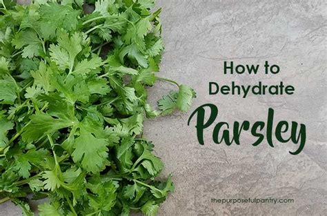 How To Dehydrate Parsley The Purposeful Pantry