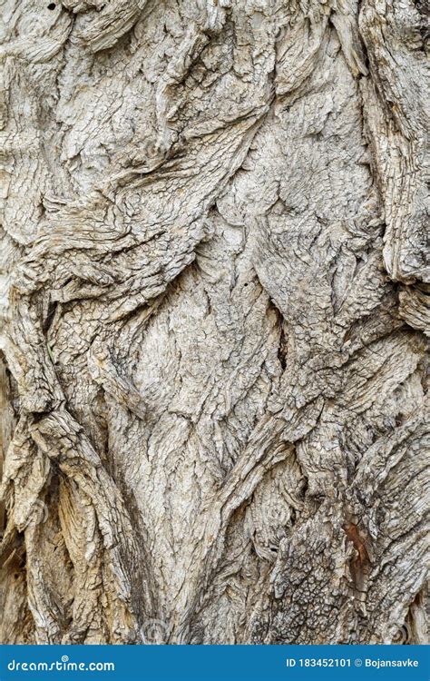 Old Weathered Tree Bark Texture Stock Image Image Of Space Empty