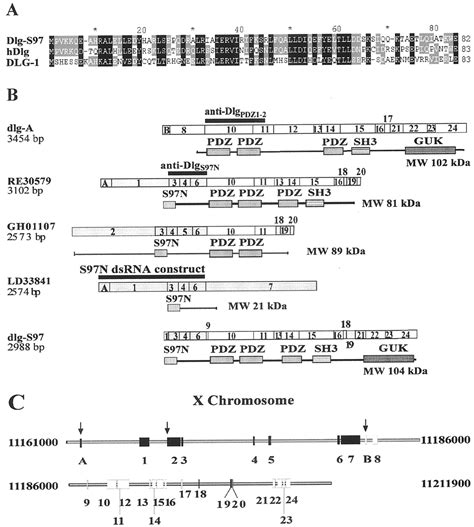 Novel Isoforms Of Dlg Are Fundamental For Neuronal Development