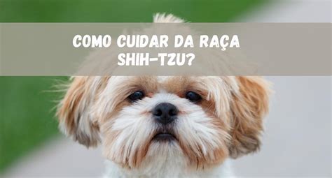 Como Cuidar Da Raça Shih Tzu Seu Guia Completo