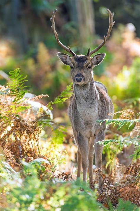 8 Fascinating Facts About Scottish Wildlife