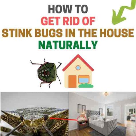 How To Get Rid Of Stink Bugs In The House Naturally Bugwiz