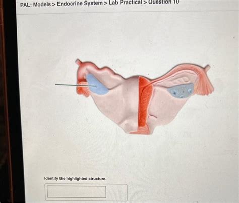 Solved PAL Models Endocrine System Lab Practical Chegg