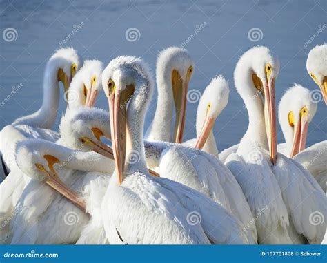 group  american white pelicans preaning stock photo image