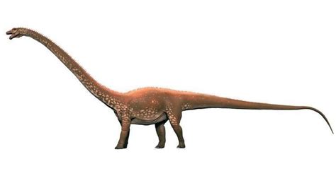 Diplodocus ~ Everything You Need to Know with Photos | Videos