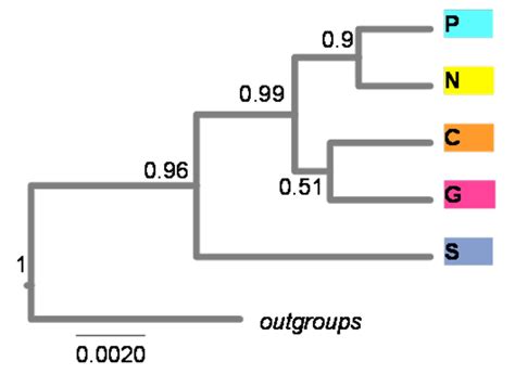 Species Tree Inferred With Beast For The Inferred Genetic Units