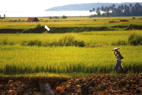 High Yielding Rice International Rice Research Institute