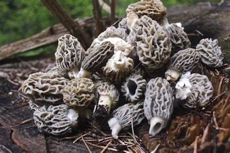 Morel Mushrooms | Your Horse Farm