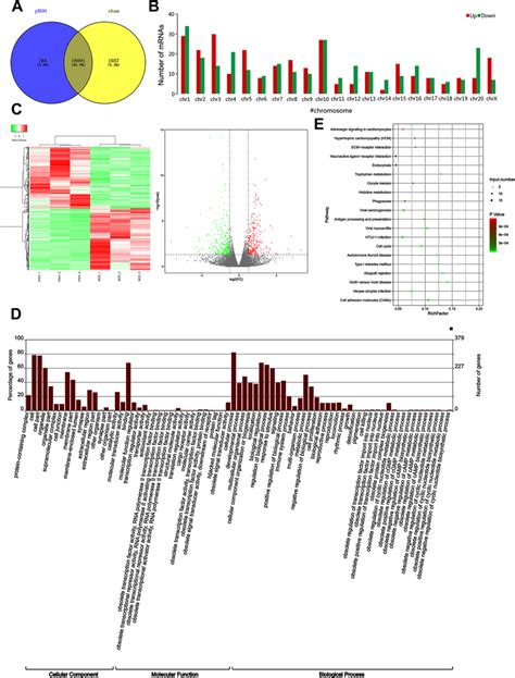 High Throughput Sequencing Analysis Of Differentially Expressed Mrnas